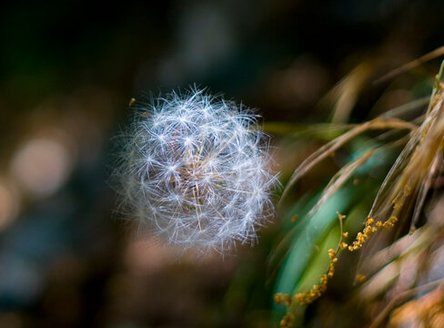 dandelion seed head