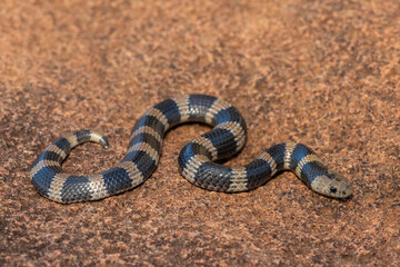 Closeup of a beautiful but venomous juvenile Sundevall's garter snake (Elapsoidea sundevallii sundevallii), also known as the African garter snake, in the wild in KwaZulu-Natal, South Africa