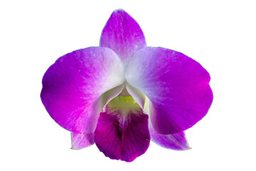 Close-up of a beautiful purple phalaenopsis orchid blossom with violet petals on a white background