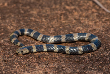 Fototapeta premium Closeup of a beautiful but venomous juvenile Sundevall's garter snake (Elapsoidea sundevallii sundevallii), also known as the African garter snake, in the wild in KwaZulu-Natal, South Africa