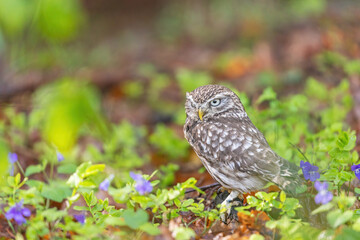 Little owl is posing in the forest next to purple-colored violet flowers. Horizontally. 