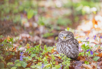 Cute little owl is sitting in the forest next to purple-colored violet flowers. Horizontally. 
