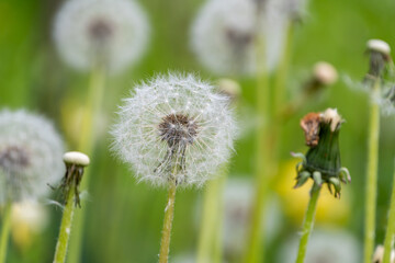 春の野原で輝くタンポポの綿毛
