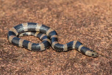 Closeup of a beautiful but venomous juvenile Sundevall's garter snake (Elapsoidea sundevallii sundevallii), also known as the African garter snake, in the wild in KwaZulu-Natal, South Africa