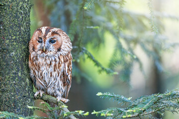 Tawny Owl is sitting on a tree branch with one eye squinted.. Horizontally. 