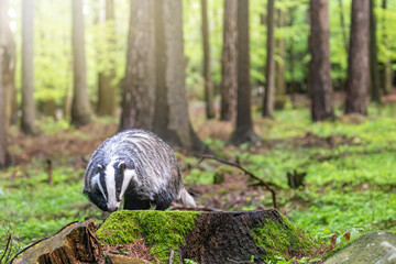 European badger is exploring an old tree stump. in forest. Horizontally. 