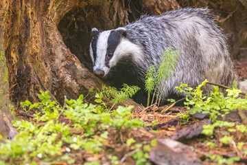 European badger portrait in wildlife. Horizontally. 
