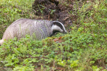 European badger is walking in the forest. Horizontally. 