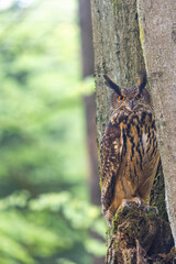 Portrait of the Eurasian eagle-owl posing in the forest. Vertically. 