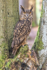 Eurasian eagle-owl is sitting between two trees looking at the camera. Horizontally. 