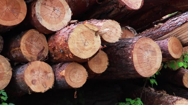 Timber logs are neatly stacked in a natural setting, showcasing various tree sizes. Green foliage surrounds the logs, highlighting the logging activity in this forested location