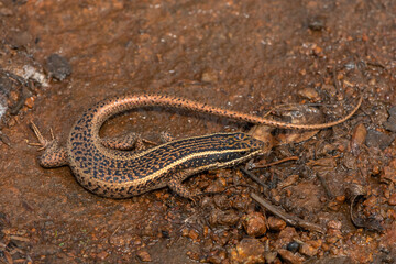 A cute speckled rock skink (Trachylepis punctatissima), also known as the montane speckled skink, in the wild, in KwaZulu-Natal, South Africa