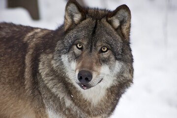Naklejka premium Wolf stares intently in snowy setting