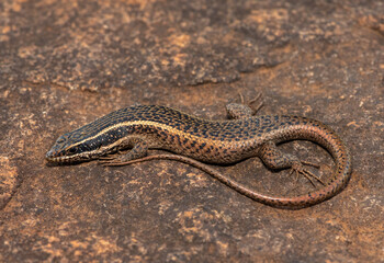 A cute speckled rock skink (Trachylepis punctatissima), also known as the montane speckled skink,...