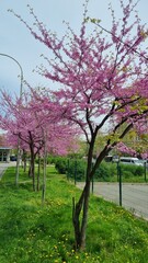pink flowers on a tree against a blue sky, spring park with pink flowers trees,  pink blossoms on a tree in summer. Park with blooming trees. Branches with beautiful flowers in a landscape park.