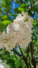 mushrooms on the tree. branch of white lilac on a blue sky. white lilac macro. beautiful spring flowers on a branch in spring.
