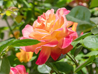 Close-up of a delicate rose in full bloom