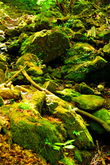 ロックガーデン　東京都青梅市御岳山