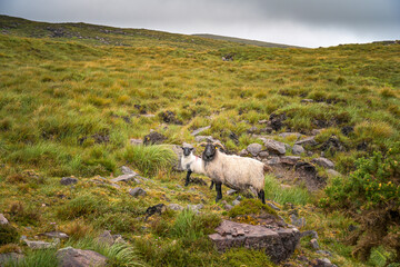 typische Landschaft in Irland mit Schafen