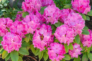 Azaleas flowers with leaves, Pink flowers