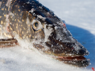 Pike on ice caught during amateur winter fishing