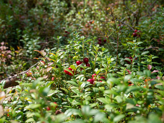 Red lingonberries on bushes with green leaves in a forest in Karelia