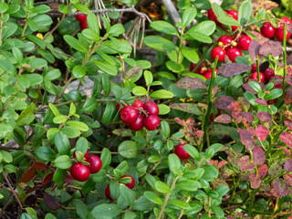 Red lingonberries on bushes with green leaves in a forest in Karelia