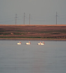 A group of Pelicans in a lake in the steppe part of Almaty region of Kazakhstan