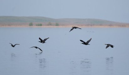 cormorant birds fly over the surface of a blue lake in the wild
