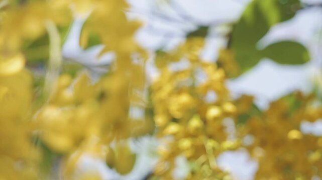 Slow motion capture of yellow Cassia fistula blossoms waving gently against green leaves.