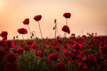 A vibrant field of red poppies under a warm, diffused sky. The numerous red blossoms stand tall on slender stems, their delicate petals appearing translucent in the soft light.