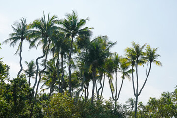 Coconut palm tree twisted trunk and blue sky