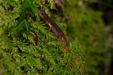 The Italian Cave Salamander (Speleomantes italicus) is a rare amphibian native to Italy, known for its secretive nature and cave habitats. Ideal for wildlife, conservation, and nature projects.