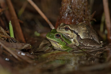 The Italian Tree Frog (Hyla intermedia) is a vibrant amphibian native to Italy, known for its bright green color and melodic calls. Perfect for wildlife, nature, and conservation projects.