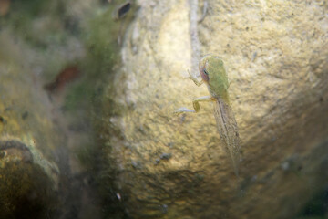The Italian Tree Frog (Hyla intermedia) is a vibrant amphibian native to Italy, known for its bright green color and melodic calls. Perfect for wildlife, nature, and conservation projects.