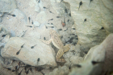 The Italian Stream Frog (Rana italica) inhabits clean, flowing waters in Italy. Known for its distinctive call and habitat, it’s ideal for wildlife, conservation, and freshwater ecosystem projects.