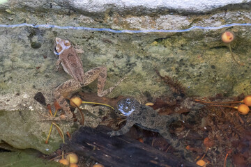 The Italian Stream Frog (Rana italica) inhabits clean, flowing waters in Italy. Known for its distinctive call and habitat, it’s ideal for wildlife, conservation, and freshwater ecosystem projects.