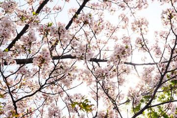 Beautiful cherry blossoms blooming in Ueno Park, Tokyo, Japan. clusters of sakura flowers in spring.