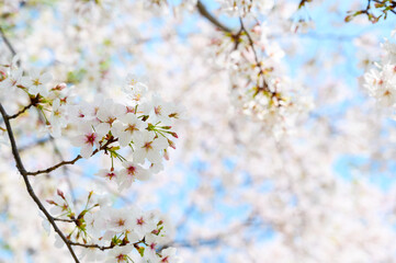 Beautiful cherry blossoms blooming in Ueno Park, Tokyo, Japan. clusters of sakura flowers in spring.