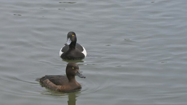 Tufted Ducks (Aythya Fuligula) pair swimming on a lake. June, Kent, UK [Slow motion x5]