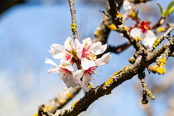 Spring came. Lovely light cirrus clouds. Branch of blooming almond tree with lush white and pink...