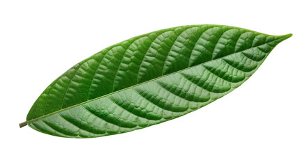 Green Cocoa Leaf Isolated on White Setting