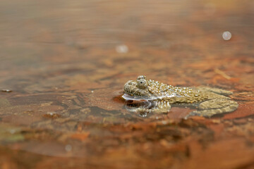 The Apennine Yellow-Bellied Toad (Bombina pachypus) is a vibrant amphibian native to Italy’s Apennines, known for its bright belly and unique call. Perfect for conservation and wildlife projects.