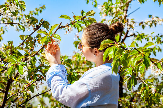 Picture of a very beautiful young lady while she is in the cherry orchard and she is smiling very beautifully. The girl is in a blue shirt with glasses. The girl is posing in the very blooming orchard