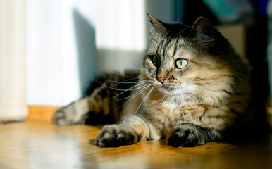 Domestic cat lies on the wooden floor of the house in the sunlight