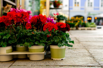 Lots of charming red garden and indoor flowers. Red geraniums in plastic pots