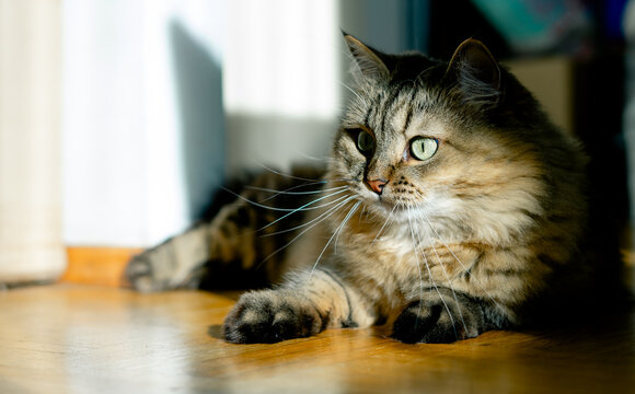 Domestic cat lies on the wooden floor of the house in the sunlight