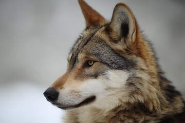 Obraz premium Wolf profile in the winter snow