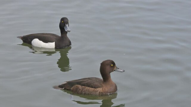 Tufted Ducks (Aythya Fuligula) pair swimming on a lake. June, Kent, UK [Half speed]