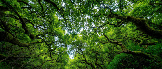 Exploring nature's canopy lush green forest scenic view tranquility